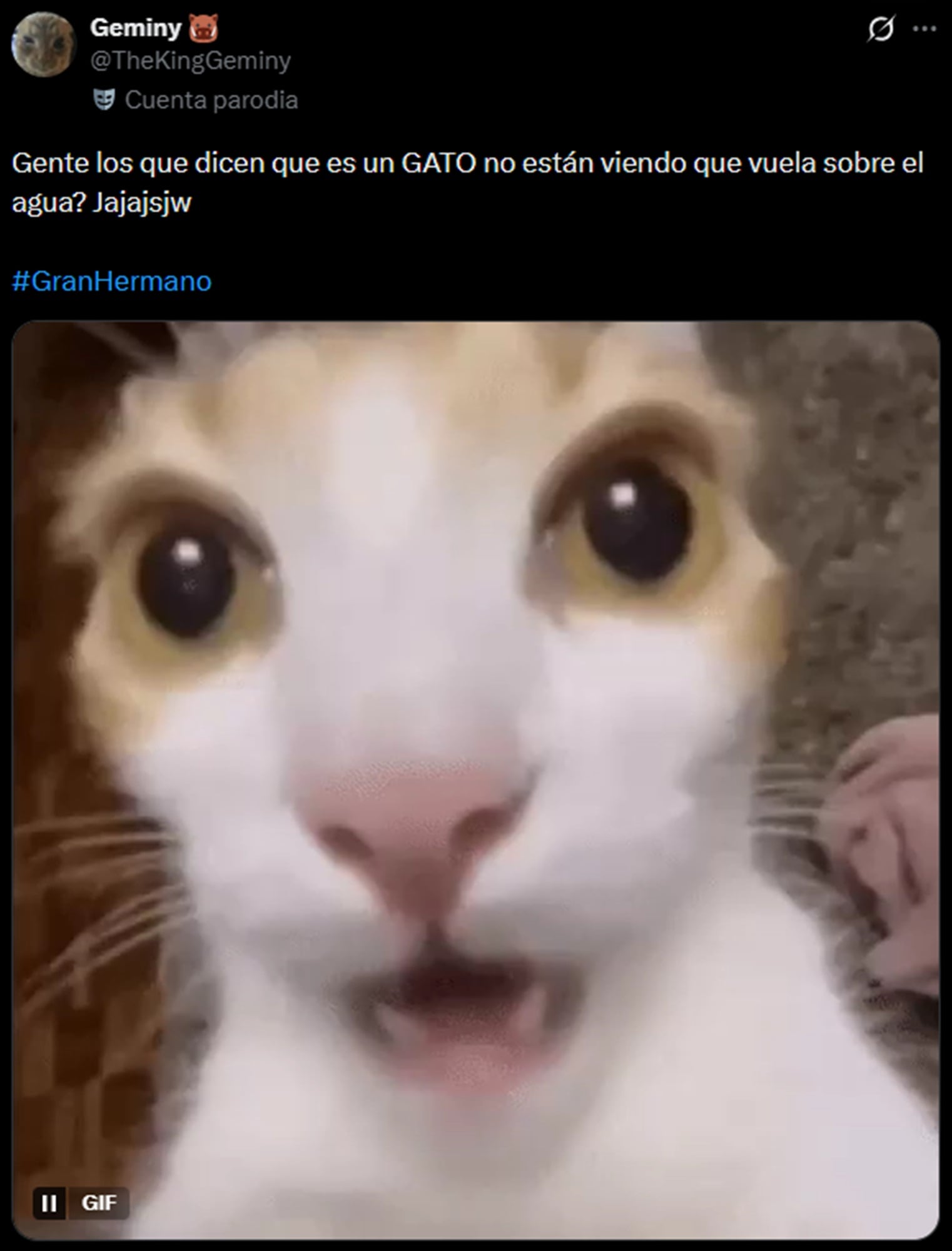 Si bien hay personas en ambos lados de la cuestión, la teoría del gato hace ruido entre los que eligen creer en el fantasma