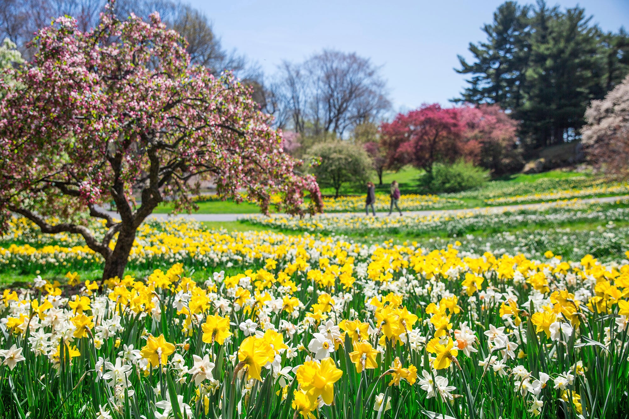 Los prunus florecidos y una pradera de narcisos y junquillos en plena floración