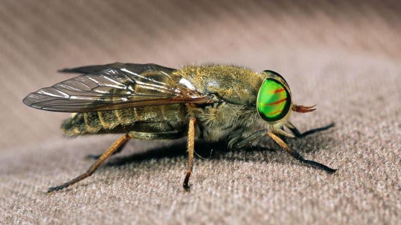 Las moscas de los caballos, que pican a los mamíferos para alimentarse de sangre, pueden transmitir enfermedades
(Foto: GETTY IMAGES)