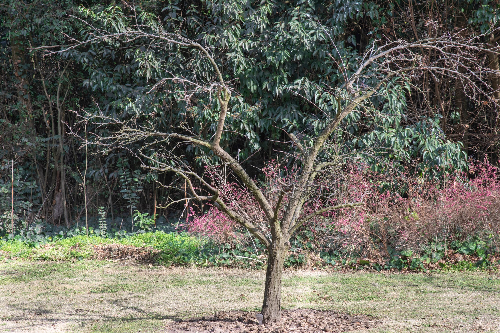 Los frutales se podan en invierno. Se debe tener en cuenta la forma y el tipo de rama a podar para obtener una buena fructificación
