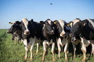 El camino del queso que llega a millones de argentinos