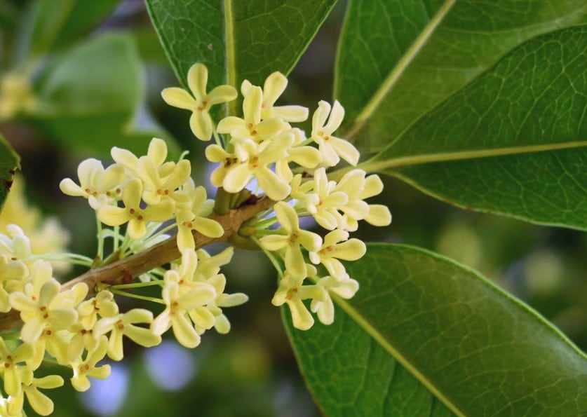 El olivo dulce crece en macetas y es versátil para ubicarlo en cualquier parte del jardín