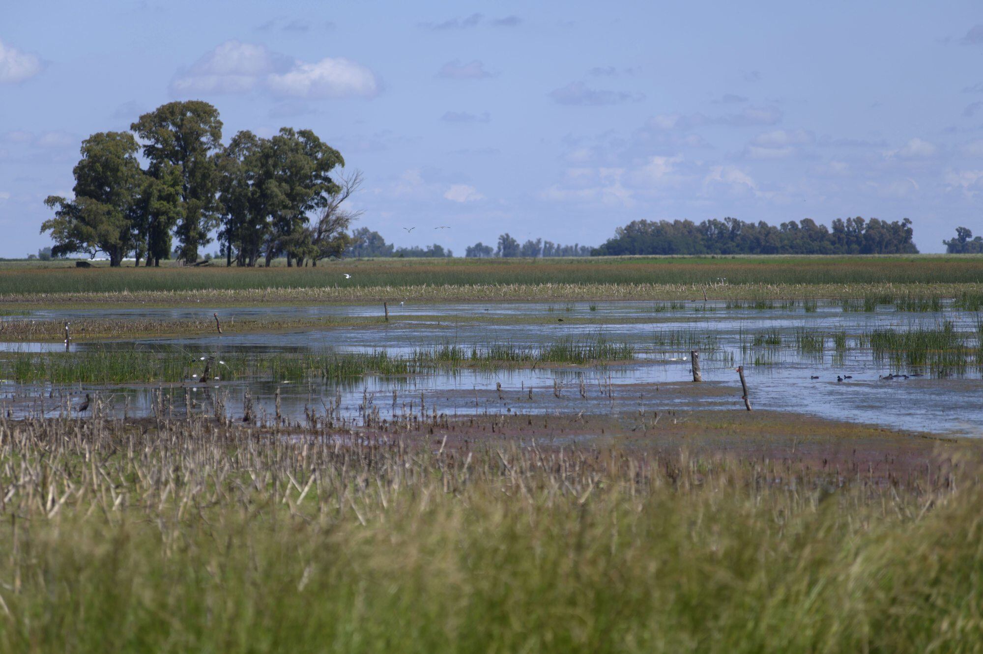 Así están los campos inundados en la zona de 9 de Julio, Buenos Aires
