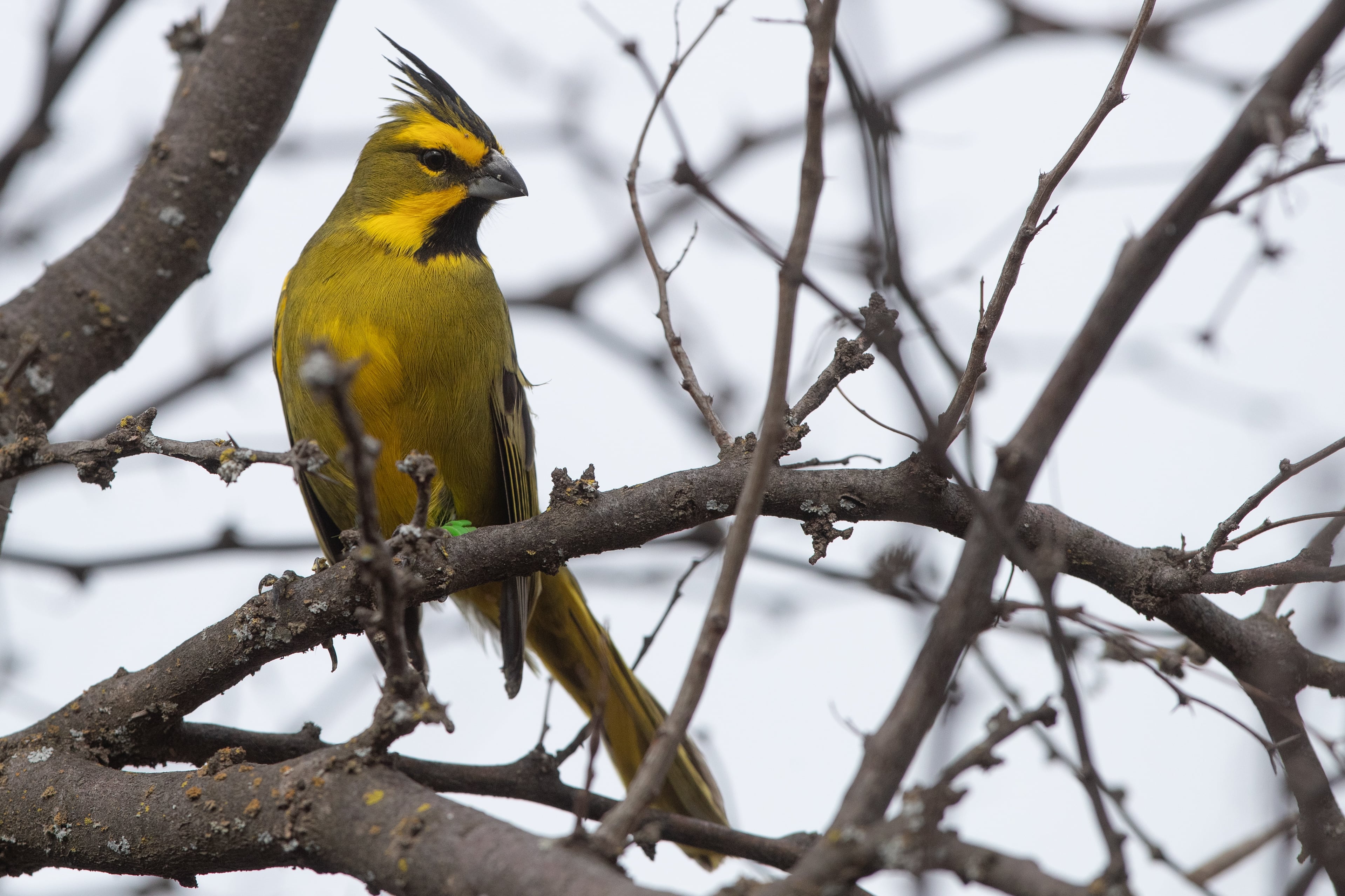 El cardenal amarillo es una de las aves cantoras más vistosas de la Argentina