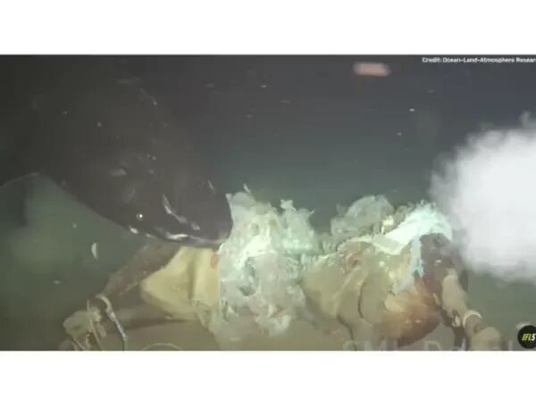 Es la primera evidencia documentada de la presencia del tiburón dormilón en el sur del mar de China.