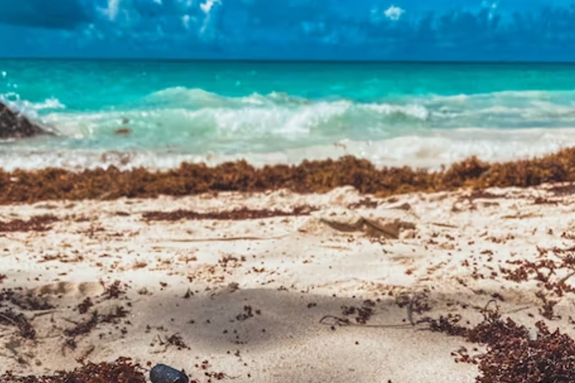 El sargazo es un fenómeno que ocurre en determinadas épocas