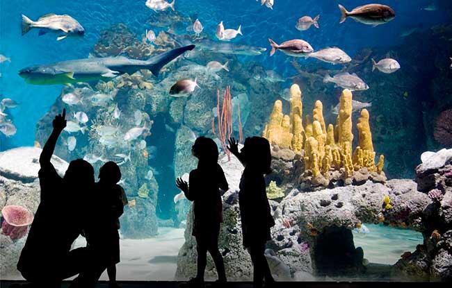 El acuario es uno de los puntos más visitados de este bioparque.