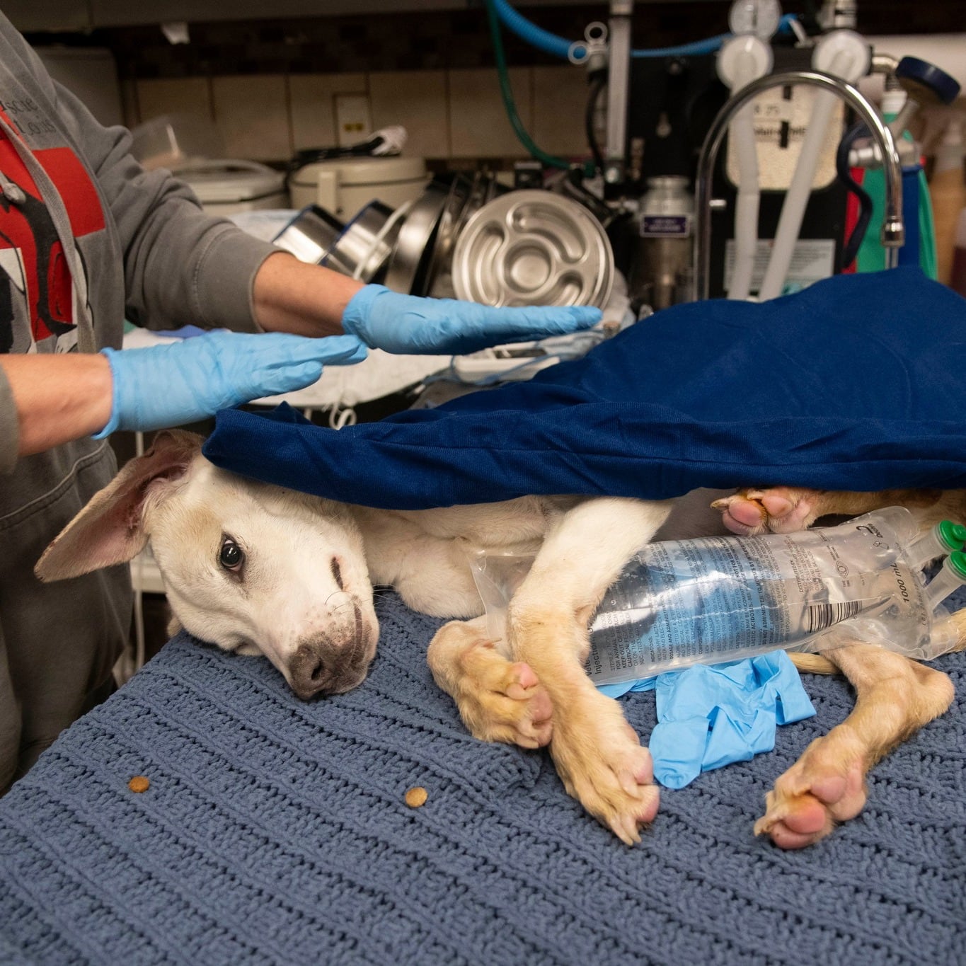 Inmóvil y casi sin signos vitales, lo encontraron en una caja de cartón abandonada: “Estaba helado al tacto”