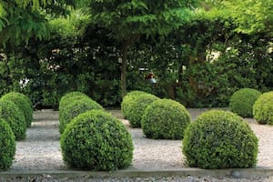 Buxus, la planta versátil y siempre vigente en el diseño de jardines