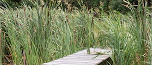 Cómo crear un jardín palustre para polinizadores y anfibios
