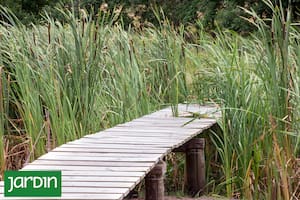 Cómo crear un jardín palustre para polinizadores y anfibios