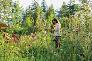 Cómo hacer una pradera de flores a partir de semillas