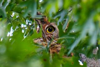 No son lo que parecen