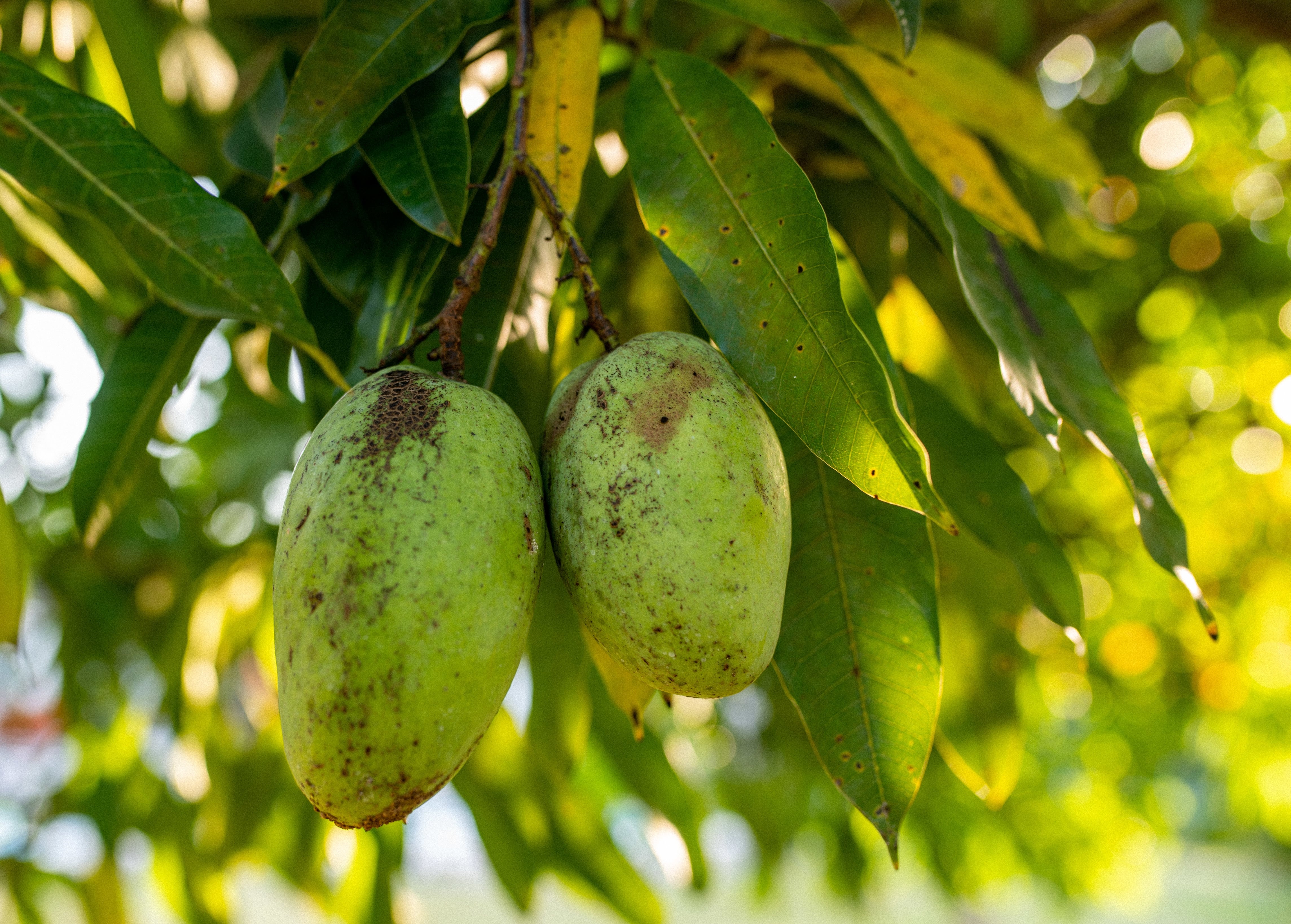 Si una rama del vecino cruza la cerca y la fruta cuelga sobre el patio contiguo, el mango todavía pertenece al dueño del árbol