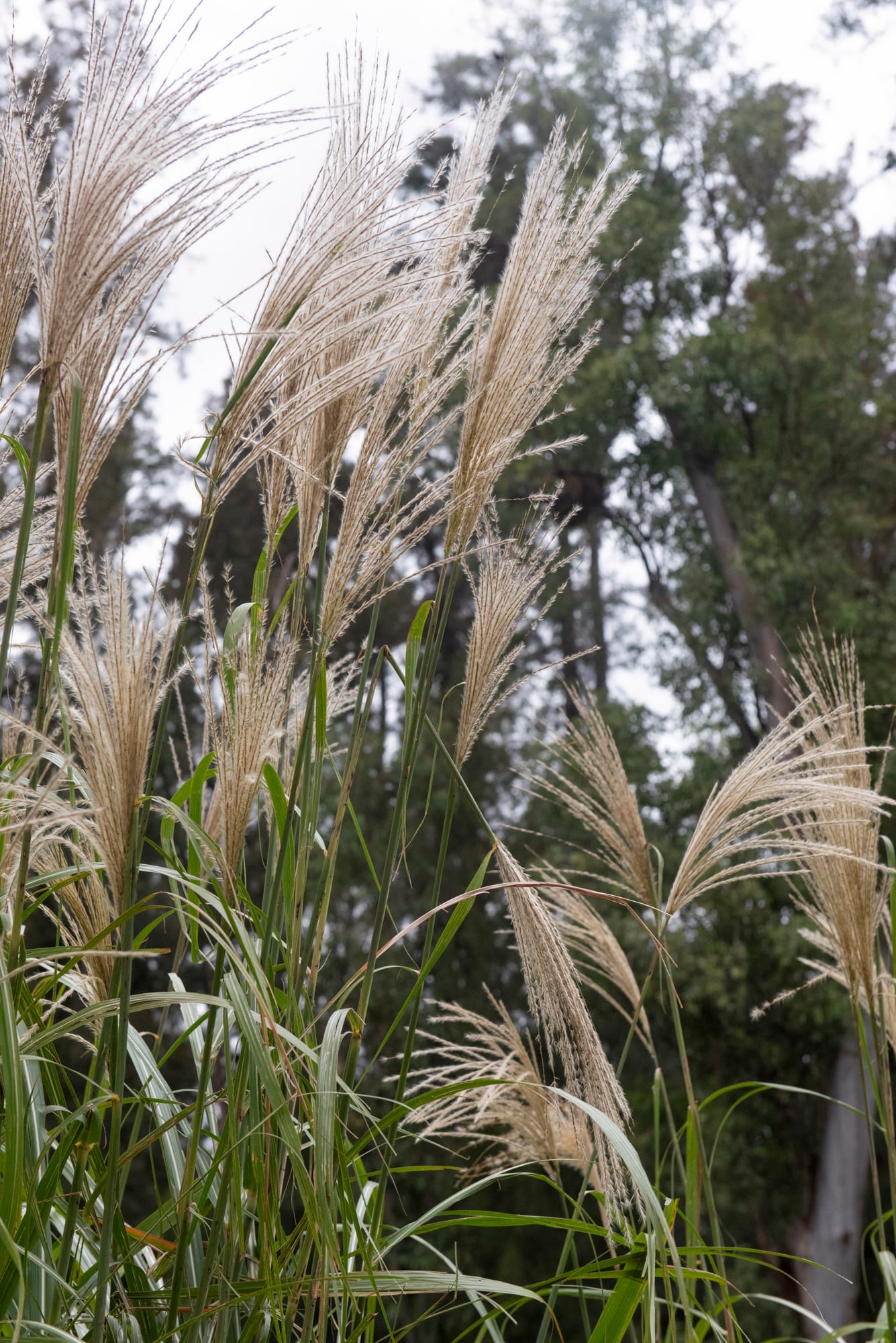 Miscanthus sinensis, un clásico de clásicos
