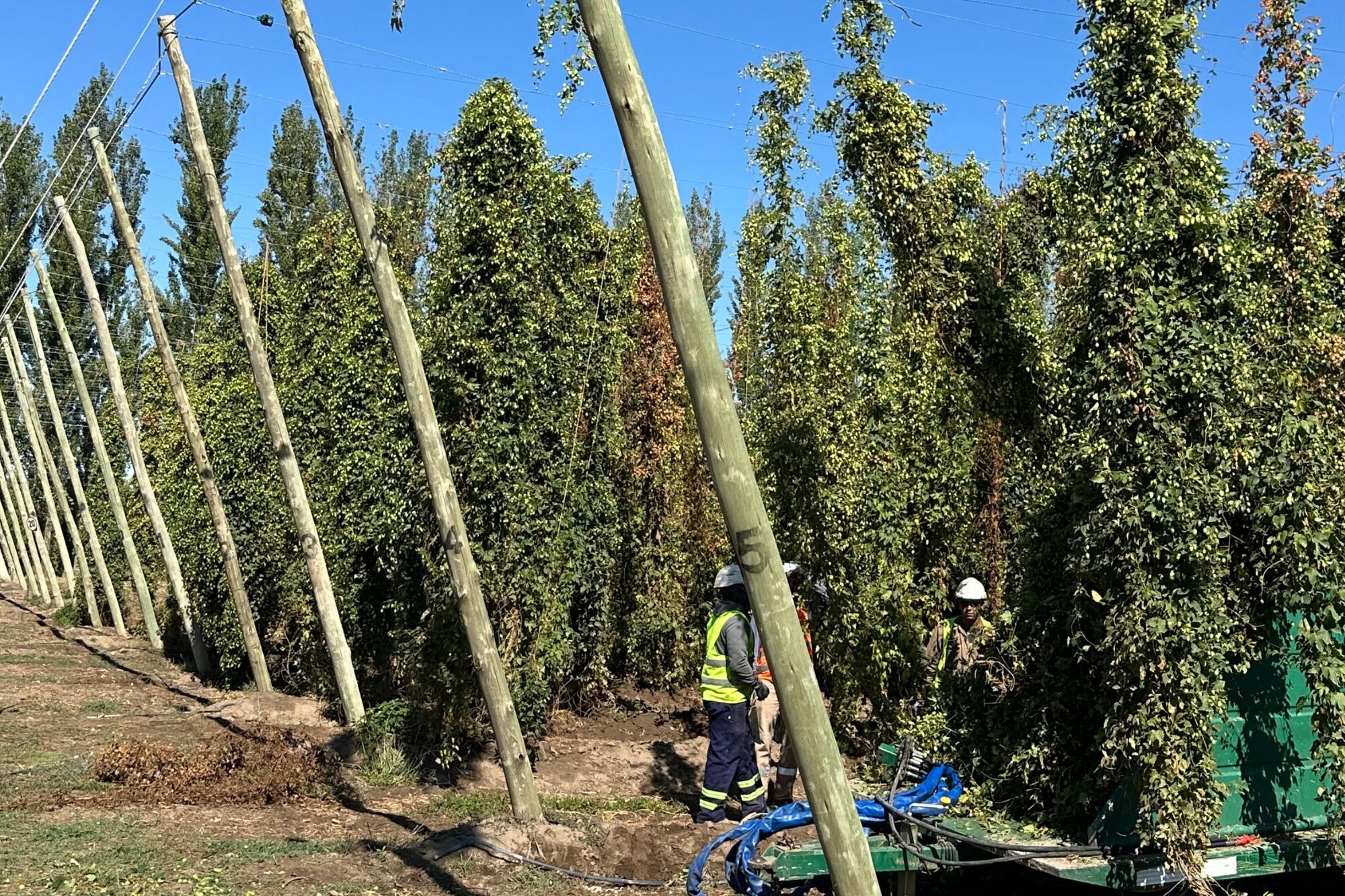 “El año pasado encontramos dos nuevas variedades que vamos a seguir estudiando a campo y van a ser posibles reemplazos a futuro de las variedades que ya tenemos”, señalan
