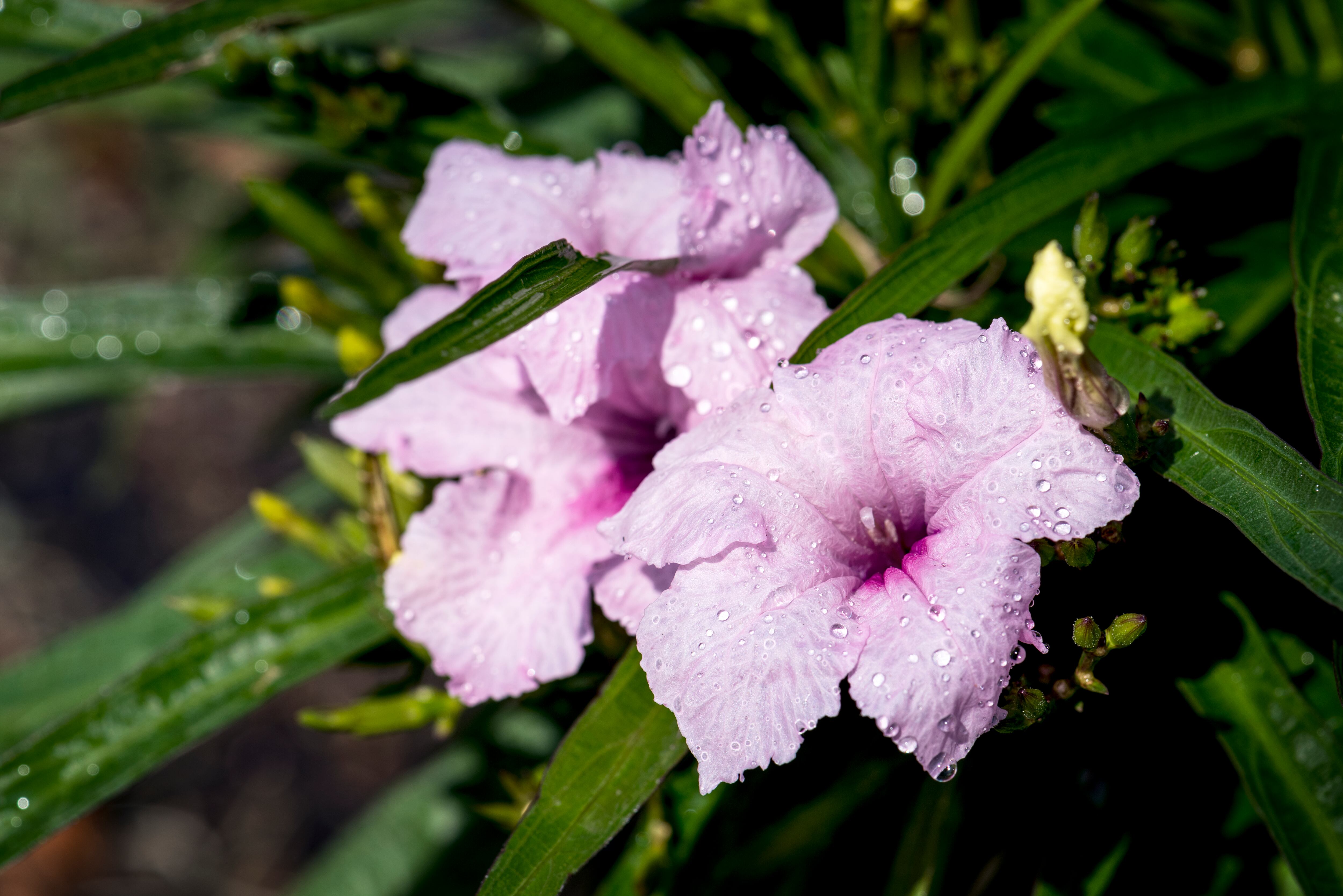 La flor va perdiendo su color violeta hasta llegar a ponerse blanca (Foto: Freepik)