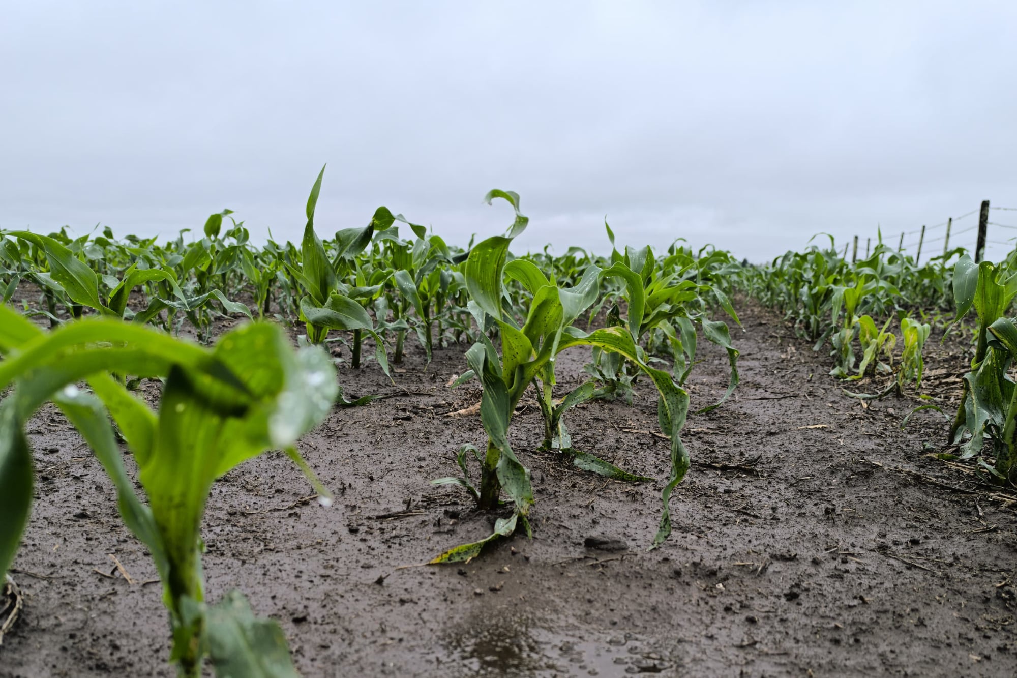 Un maíz en Colón, provincia de Buenos Aires