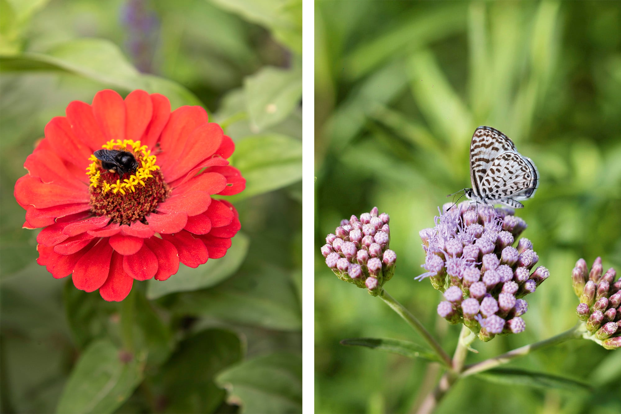A la izquierda Zinnia elegans y a la derecha Chromolaena ivifolia que atraen polinizadores