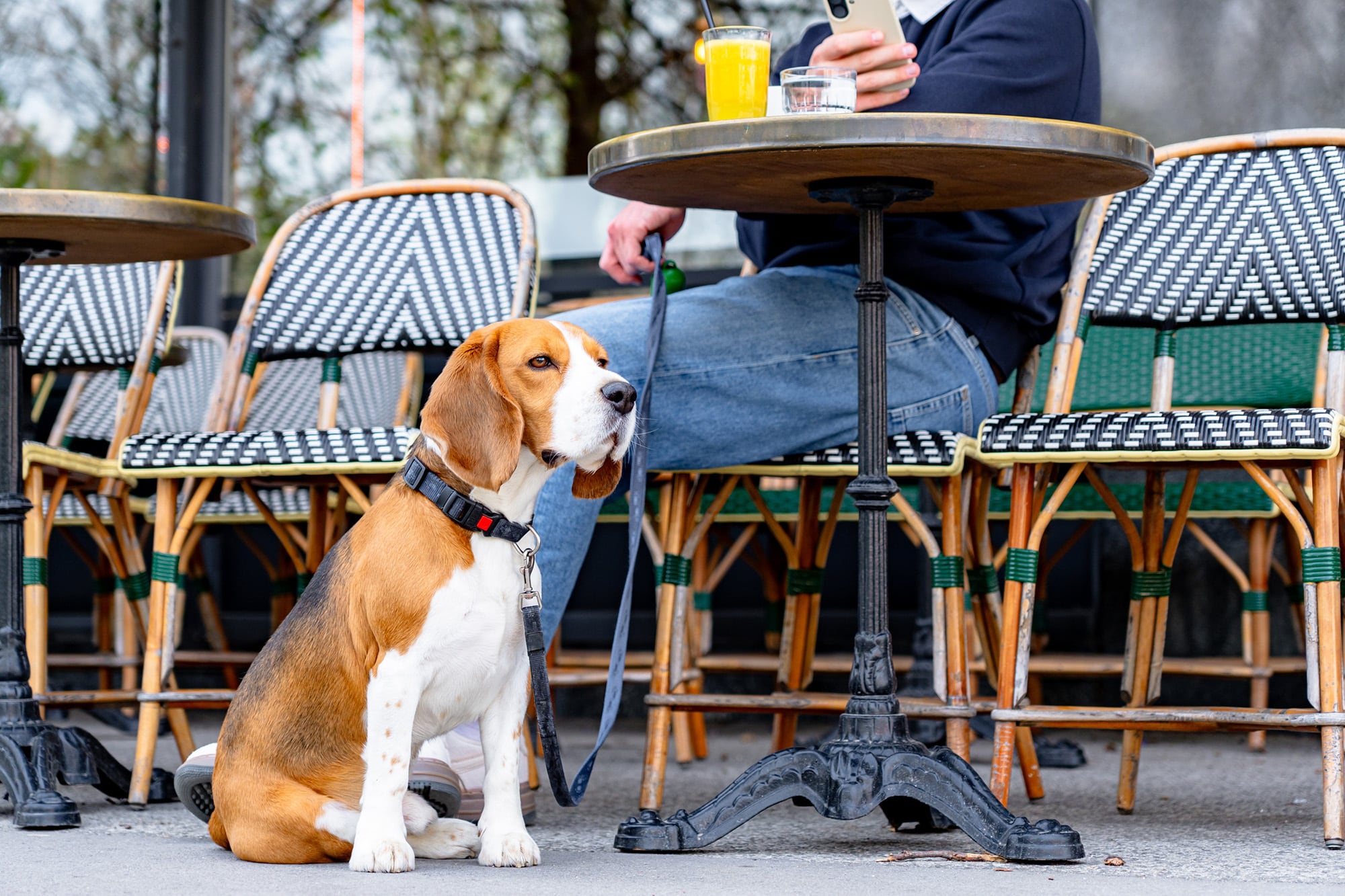 Sentarse a tomar un café con el perro no es una salida para el animal, luego se debe hacer una caminata con él