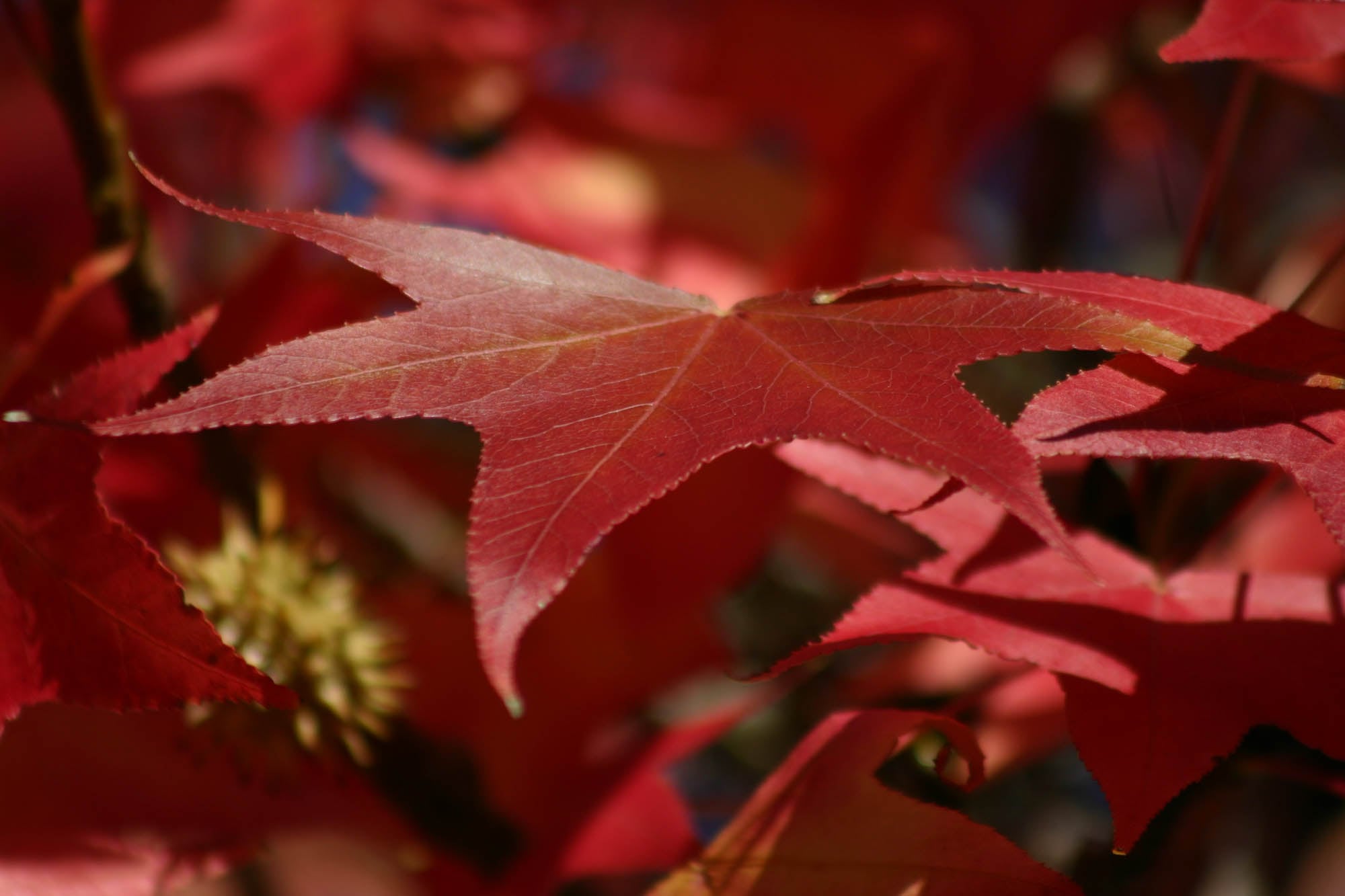 Al hacer la postura se debe imaginar cómo caen las hojas de un árbol
