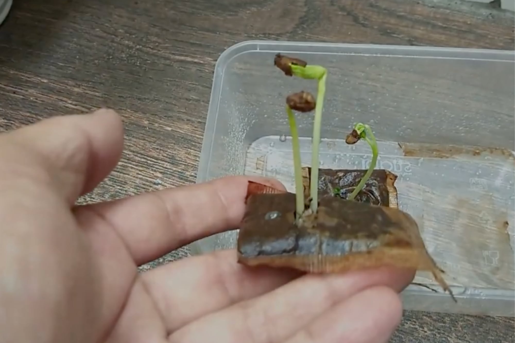 No tires los saquitos de té usados: por qué los jardineros recomiendan enterrarlos en las plantas