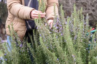 Cuál es la aromática infaltable que tenés que tener en tu casa