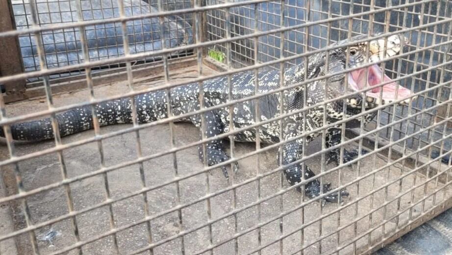 Santa Fe: un lagarto overo apareció en un barrio y sorprendió a los vecinos 7 Un lagarto overo causó temor en un barrio de Santa Fe