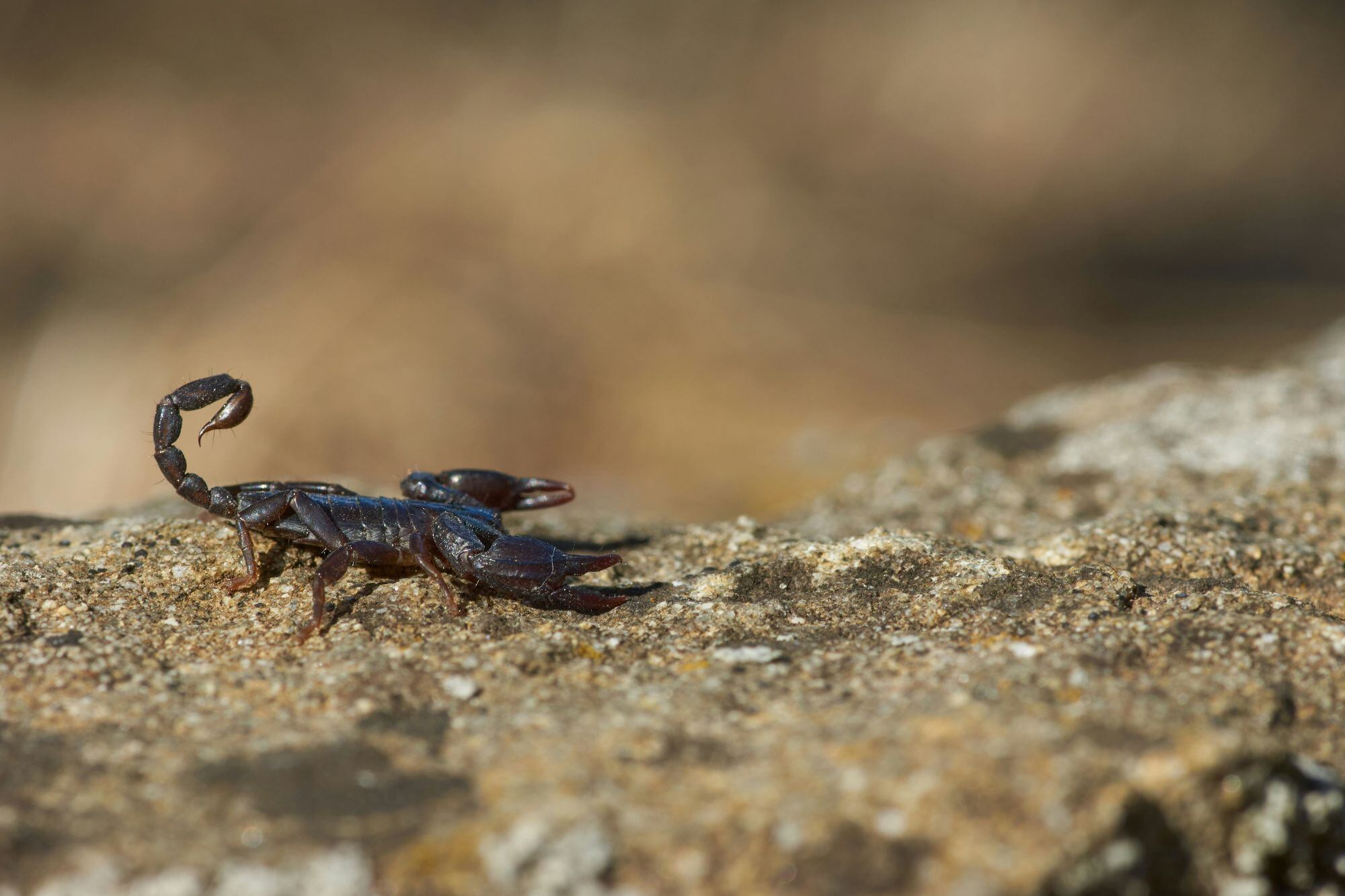 Si un alacrán entra en la vivienda, se debe mantener una distancia segura con el animal