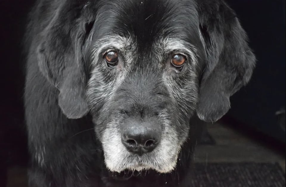 A qué edad envejece un perro según su tamaño y raza