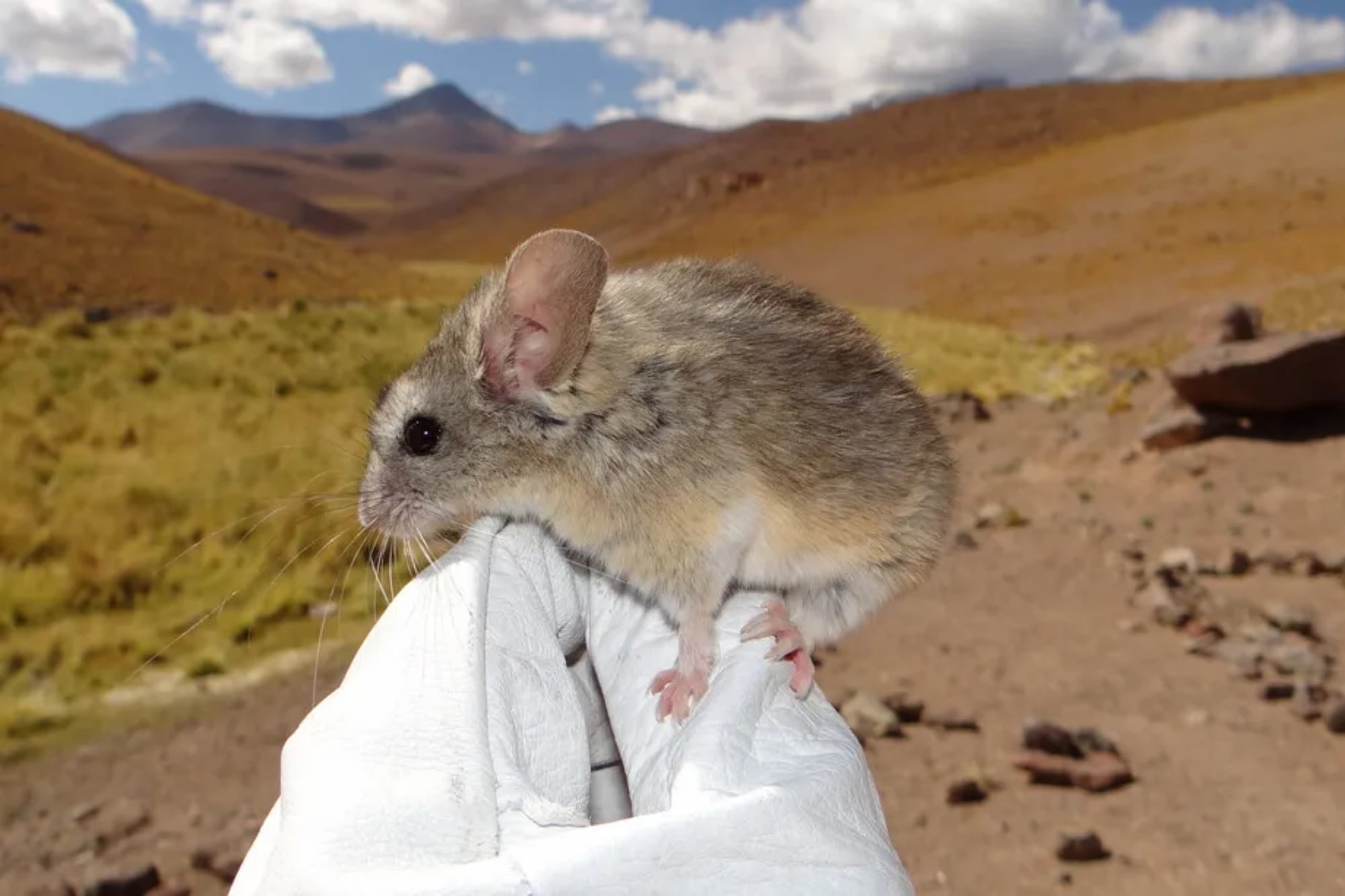 Los ratones andinos se adaptaron al ambiente y pueden sobrevivir al frío, la falta de oxígeno y de alimento
