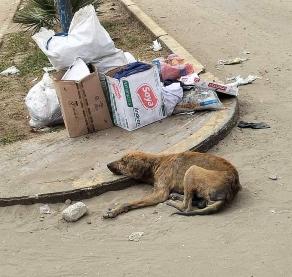 Sobrevivía en la calle escondido de quienes lo golpeaban hasta que una mujer decidida lo encontró: “Los perros maltratados no necesitan lástima”