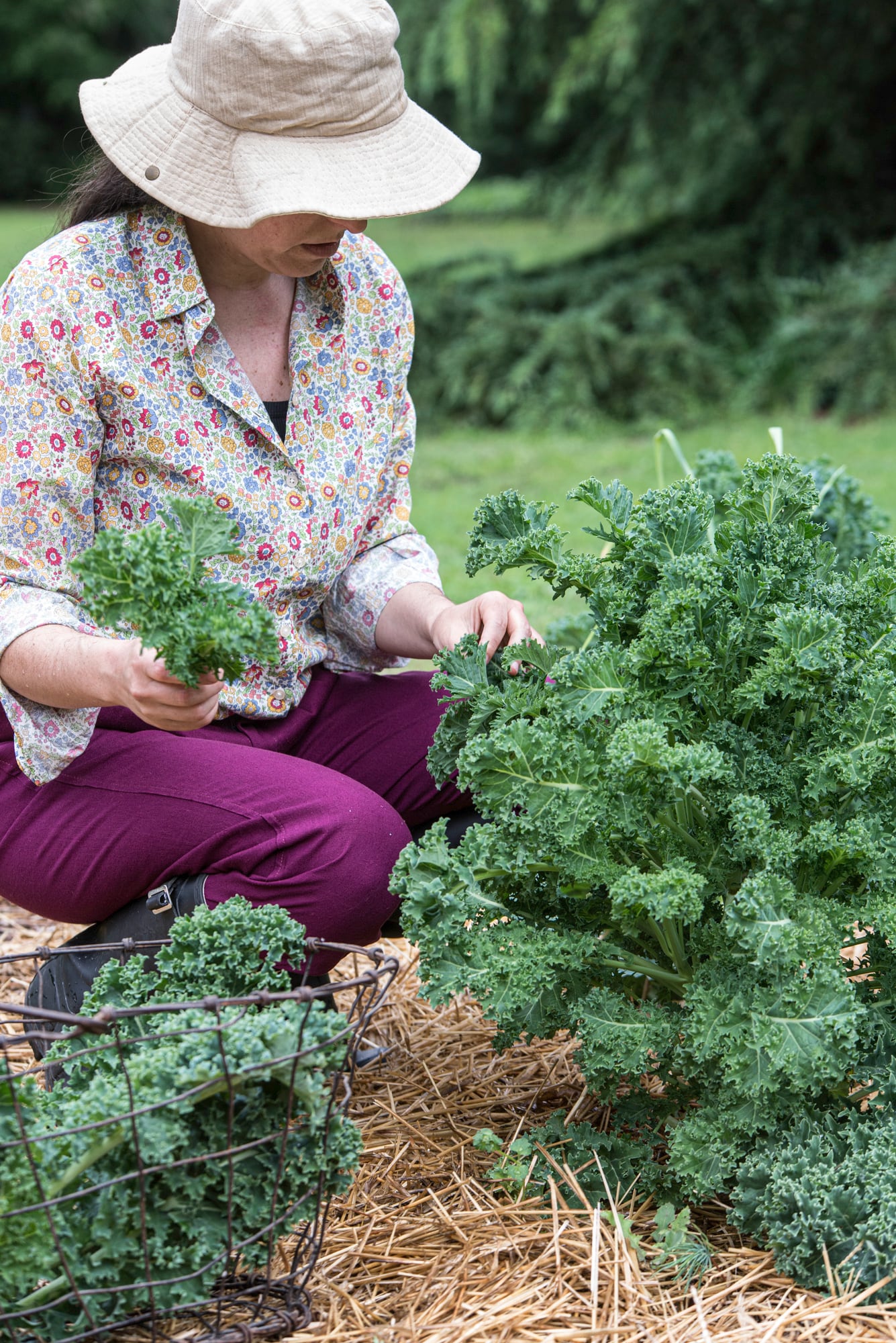 El kale o col rizada es una verdura de hoja con cualidades anticancerígenas y de fácil cultivo