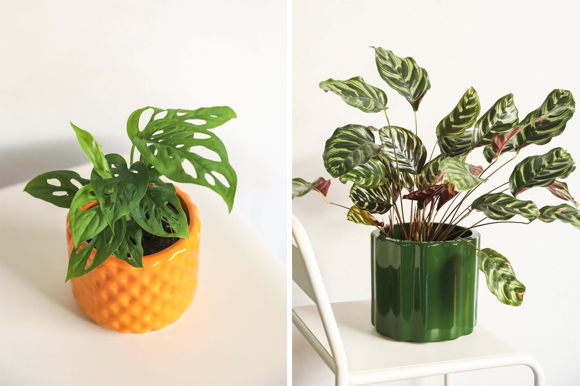 Una selección de plantas de interior —como Monstera adansonii (comunmente llamado philodendro peruviano) se volvió tendencia y Calathea Macoyana, disponibles en Ada, donde conviven botánica y diseño