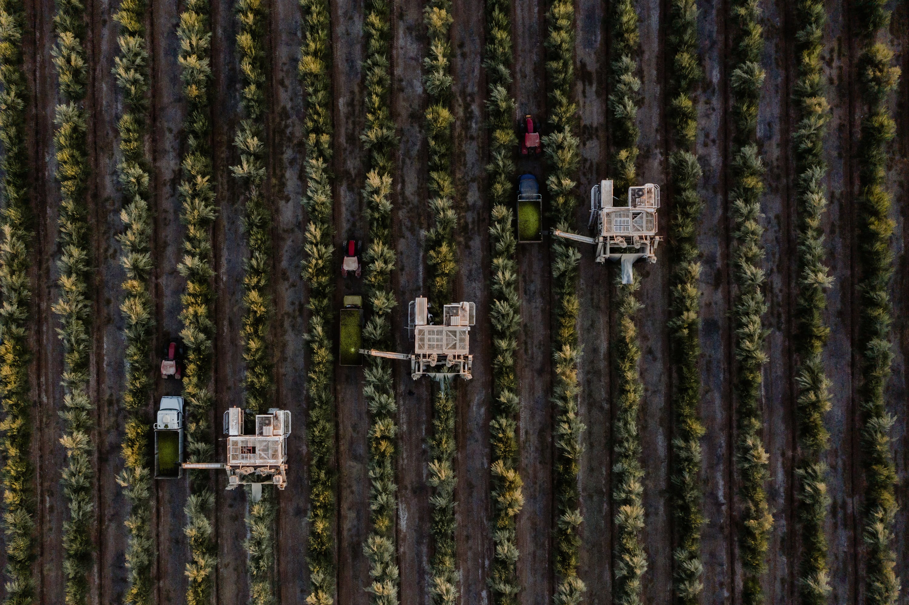 Plantaciones de olivares