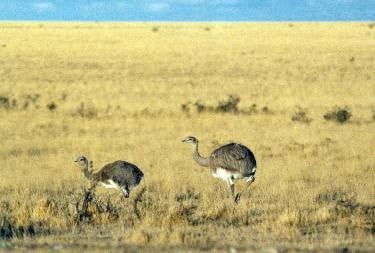 El choique, cuyo nombre científico es Rhea pennata, también es conocido como ñandú petiso o suri