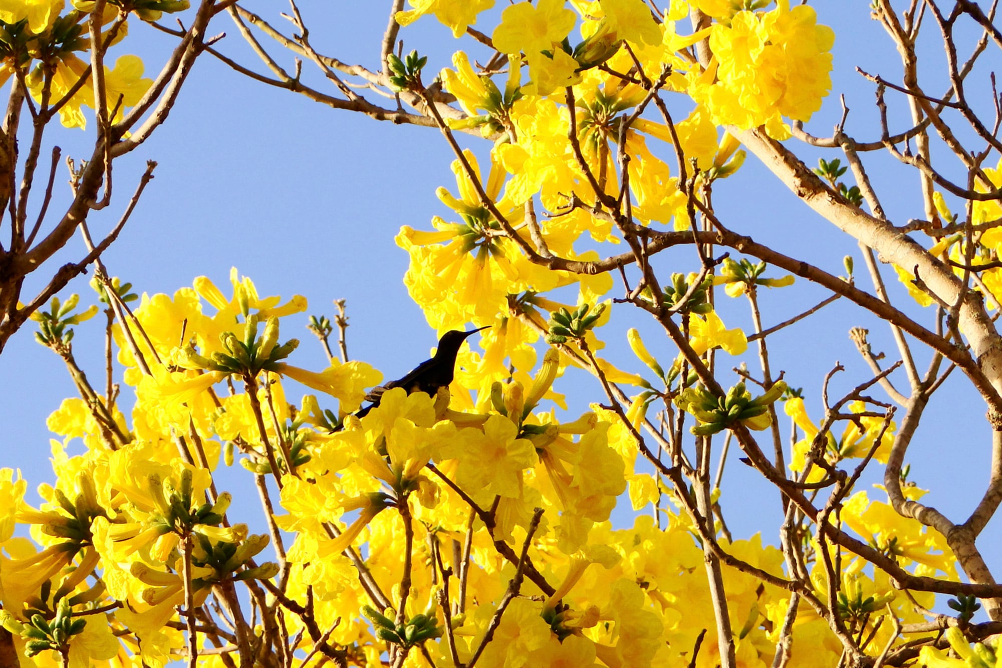.Handroanthus albus y picaflor
