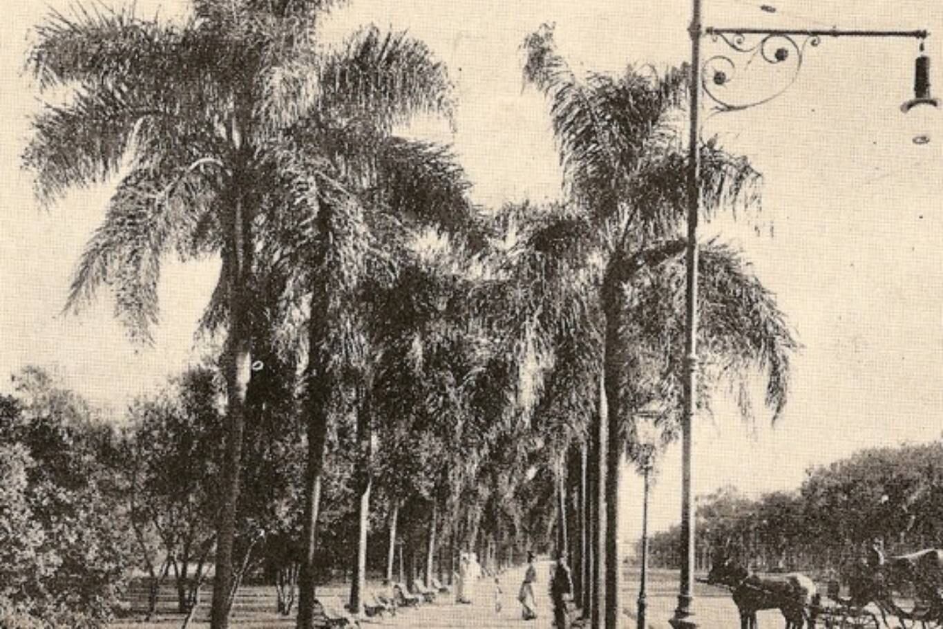 Sarmiento mandó a plantar palmeras en el recientemente creado Parque Tres de Febrero, donde estaba la residencia y la quinta de Juan Manuel de Rosas