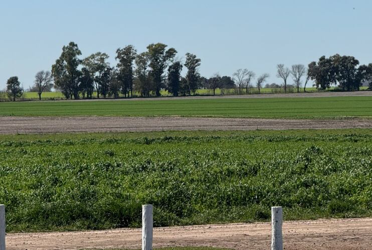El campo de Arrecifes con agricultura regenerativa
