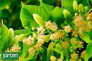 Descubrí por qué una siesta debajo de un árbol de tilo en flor puede cambiar tu día