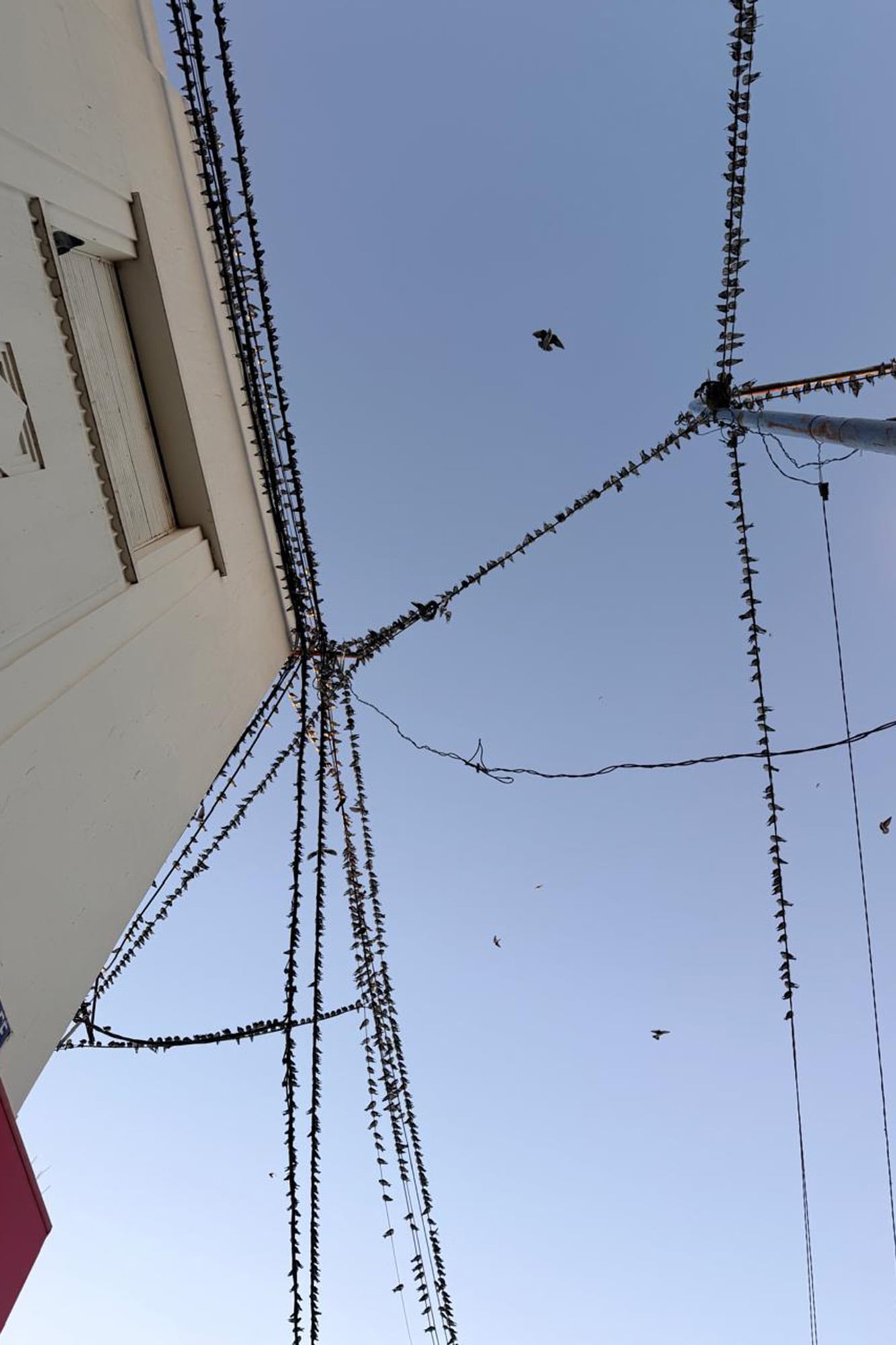 Peligrosa superpoblación de aves en el centro de la ciudad de Rafaela