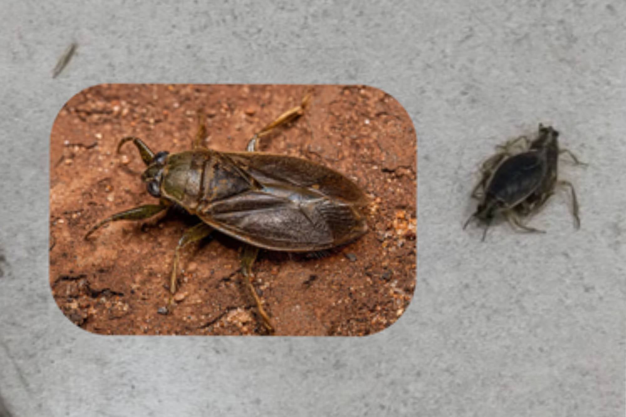 “Explosión demográfica”: qué son los insectos que invadieron los balcones del AMBA y cuándo desaparecerán