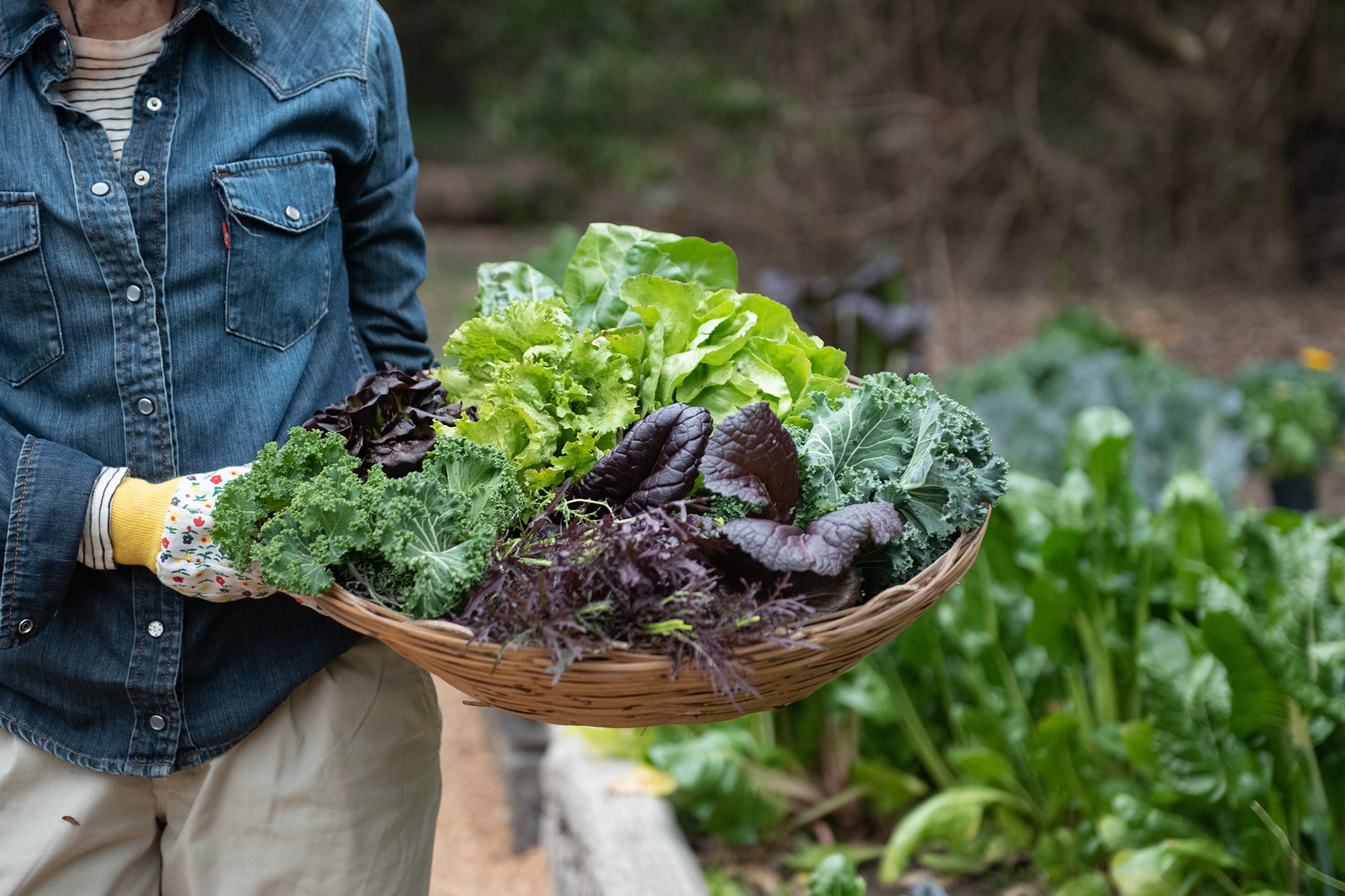 Un estudio reveló por qué la lechuga se pudre tan rápido