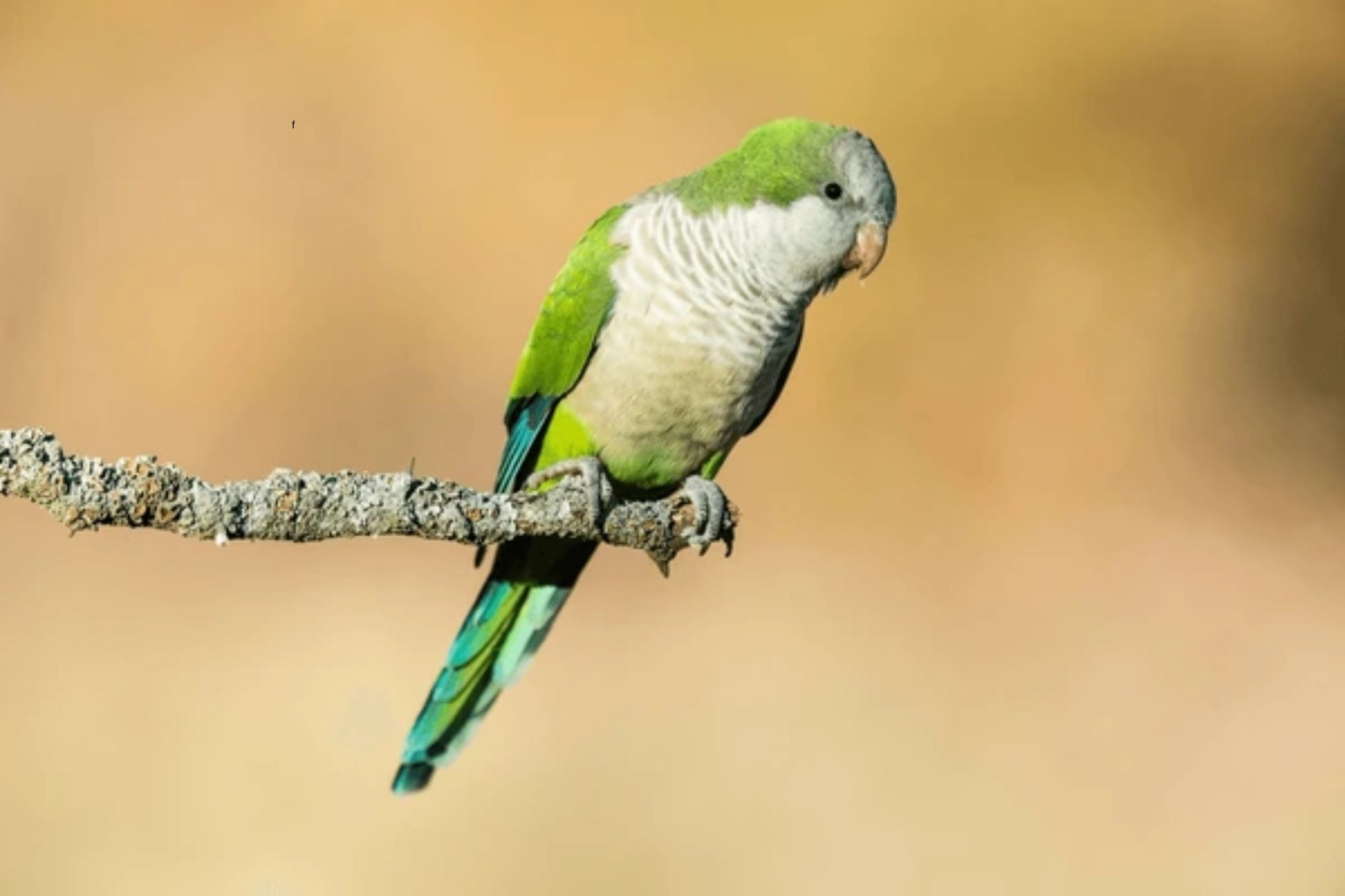 Presencia De Cotorras En Jardines Indica Un Ecosistema Saludable
