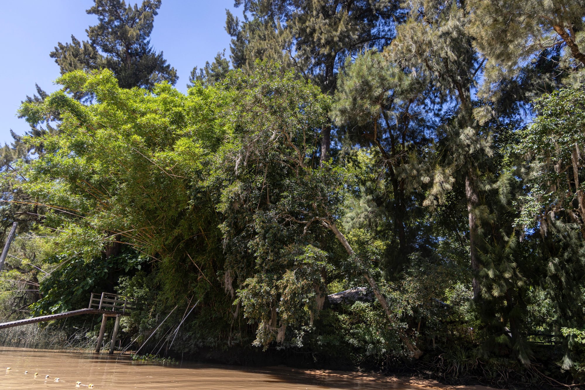 Reservas naturales privadas que conservan mariposas Bandera Argentina en la zona del delta de San Fernando