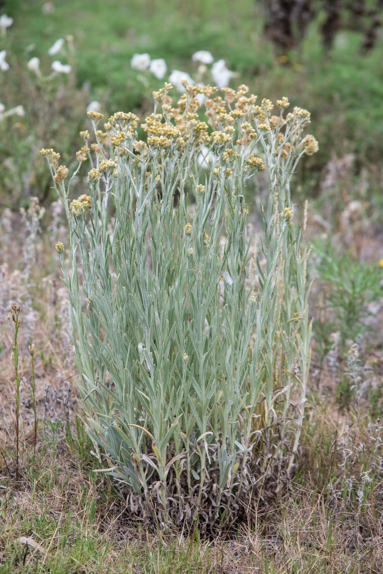 Achyrocline satureioides o marcela, una aromática nativa útil en el botiquín que se puede hacer por gajos