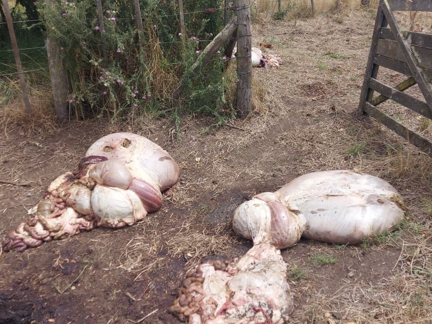 Los delincuentes dejan tiradas todas las visceras en los campos