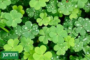 Las increíbles plantas que predicen el clima si aprendemos a observarlas