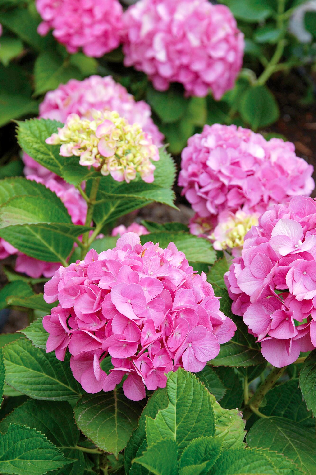 La variedad Hydrangea macrophylla es la más popular en nuestro país, y es originaria de Japón.