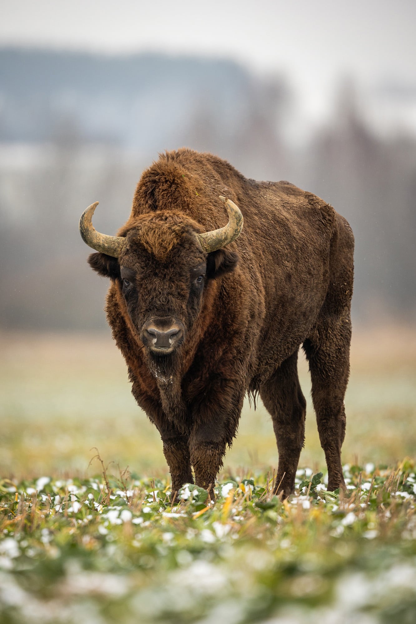 European bison - Bison bonasus in the Knyszyn Forest (Poland)